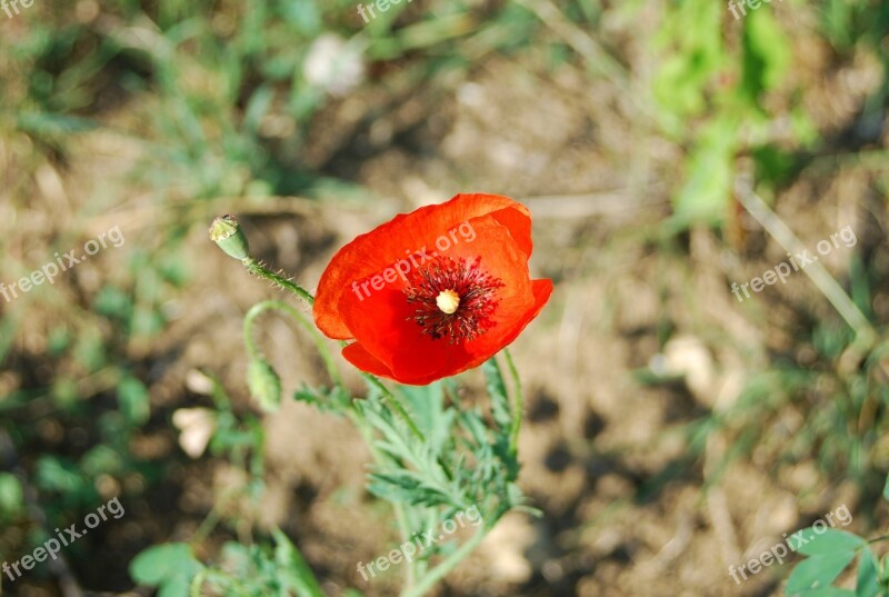 Poppy Flower Field Of Flowers Blossom Summer