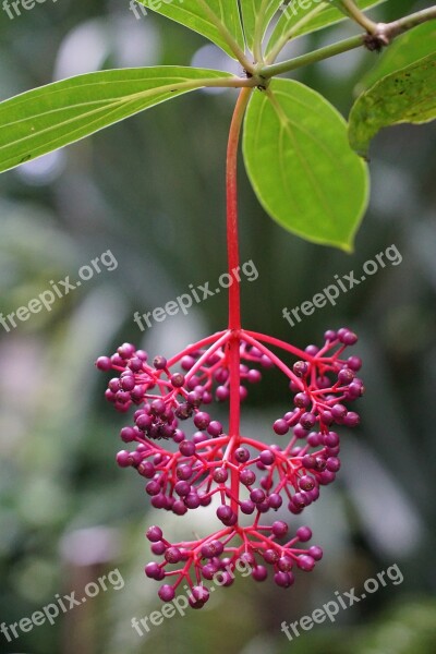 Medinilla Medinilla Magnifica Black Mouth Greenhouse Flower Panicle Tropics