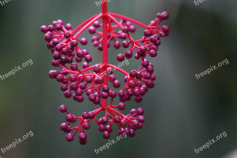 Medinilla Medinilla Magnifica Black Mouth Greenhouse Flower Panicle Tropics