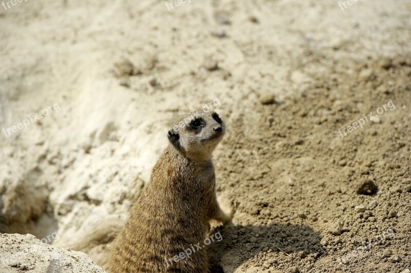 Meerkat Nature Animals Free Photos