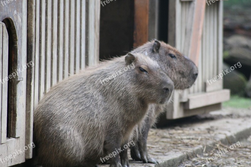 Capybara South America Zoo Animals Free Photos