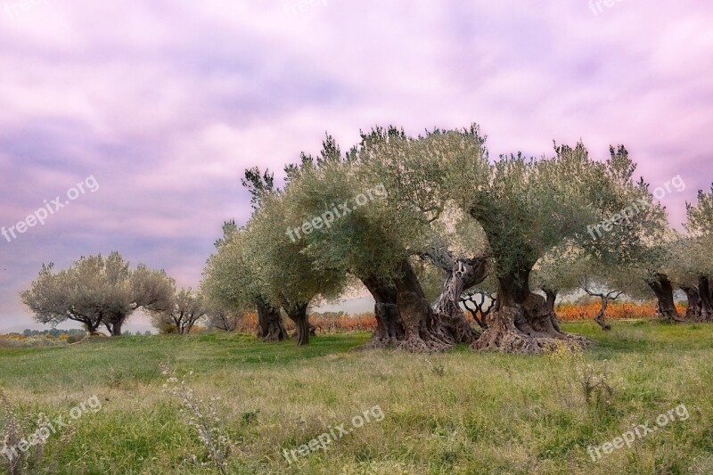 Olivier Provence France Puget Landscape