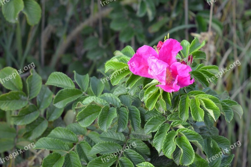 Rose Hip Bush Rose Plant Shrub