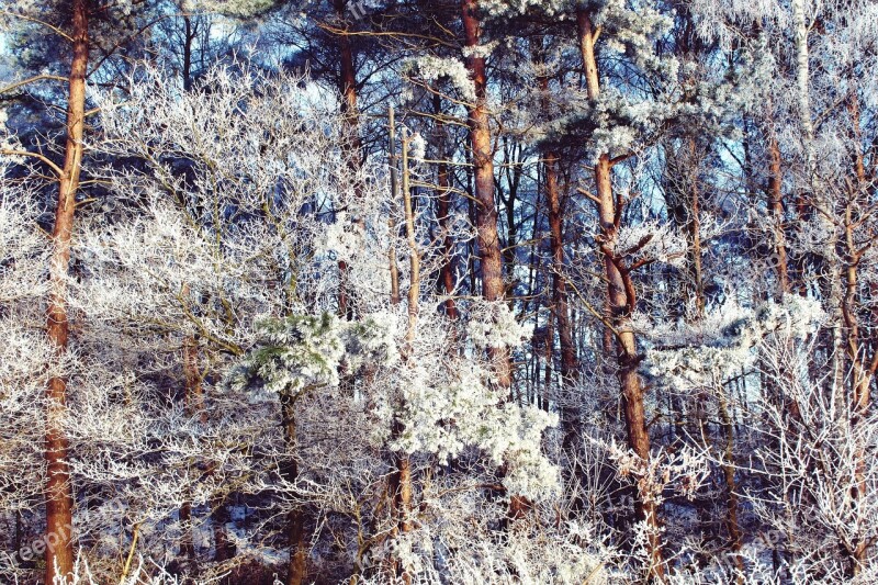 Forest Wintry Winter Landscape Snow