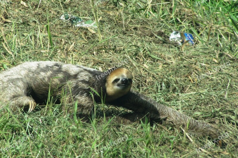 Lazy Guyana Wild Animal Free Photos