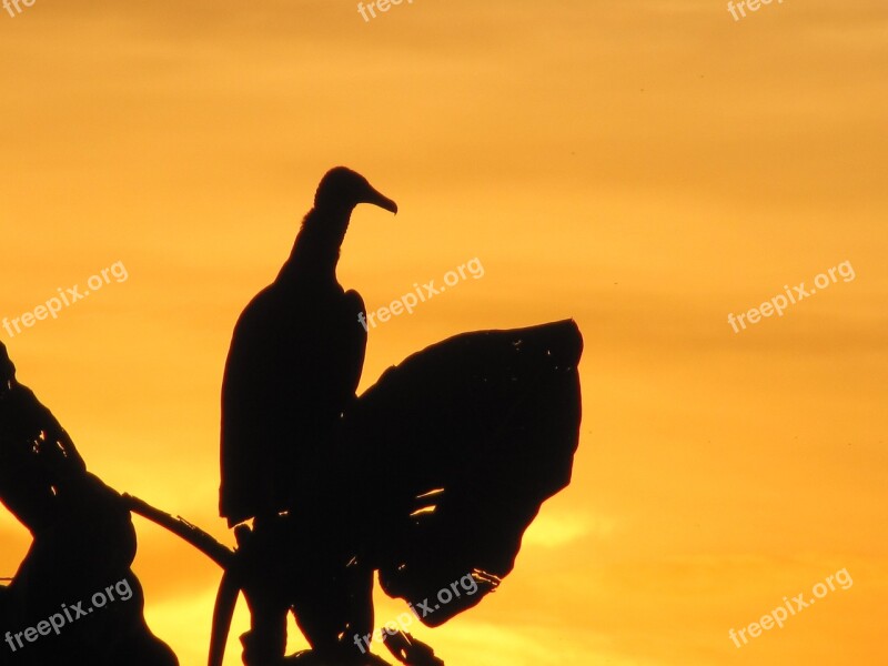 Urubu Vulture Birds Animal Guyana