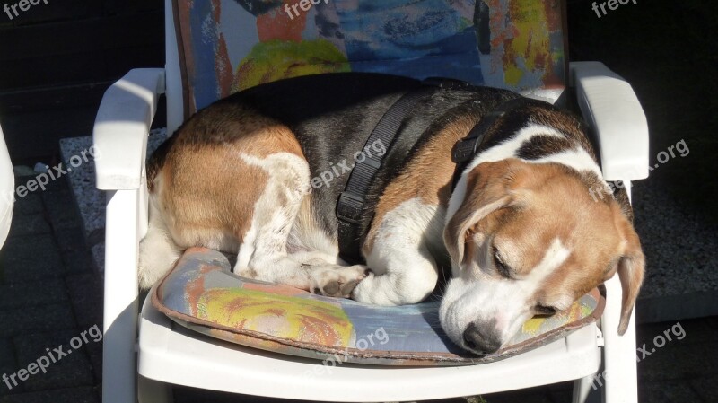 Animal Dog Beagle Cute Sleep