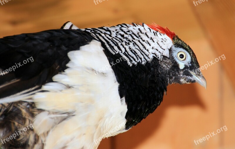 Diamond Pheasant Pheasant Bird Amherst Chrysolophus Amherstiae