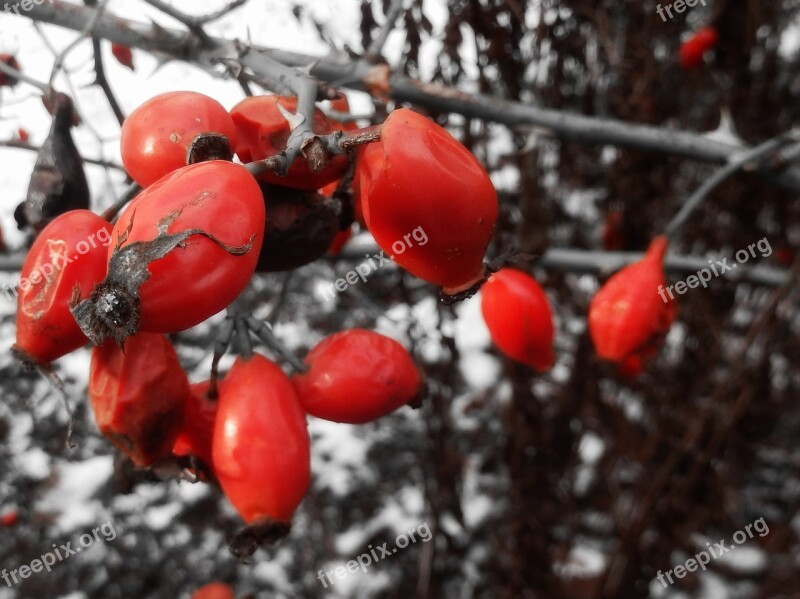 Rose Hip Winter Cold Red Bush