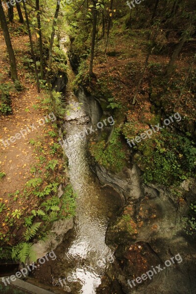 Stream Forest Nature Water Nature Landscape