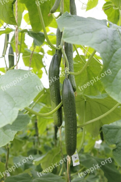 Gherkins Cucumbers Vegetables Greenhouse Food