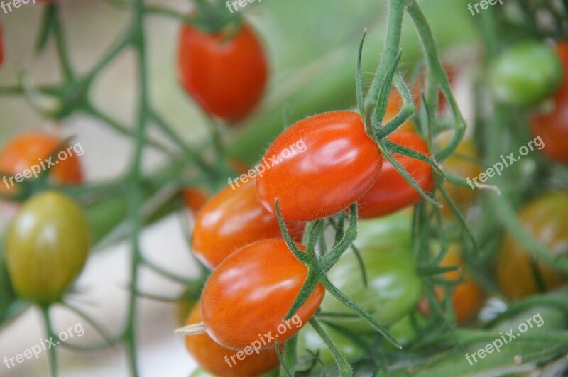 Cherry Tomatoes Greenhouse Vegetables Agriculture Hors-sol