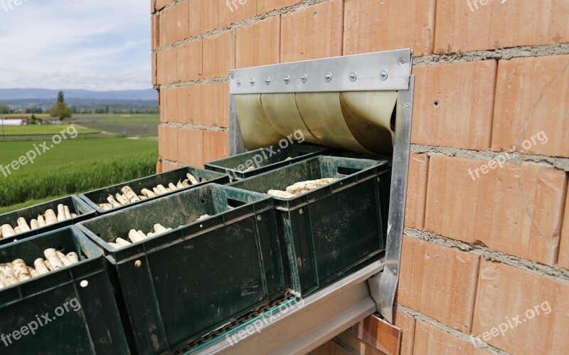 Asparagus Harvest Vegetables Processing Food