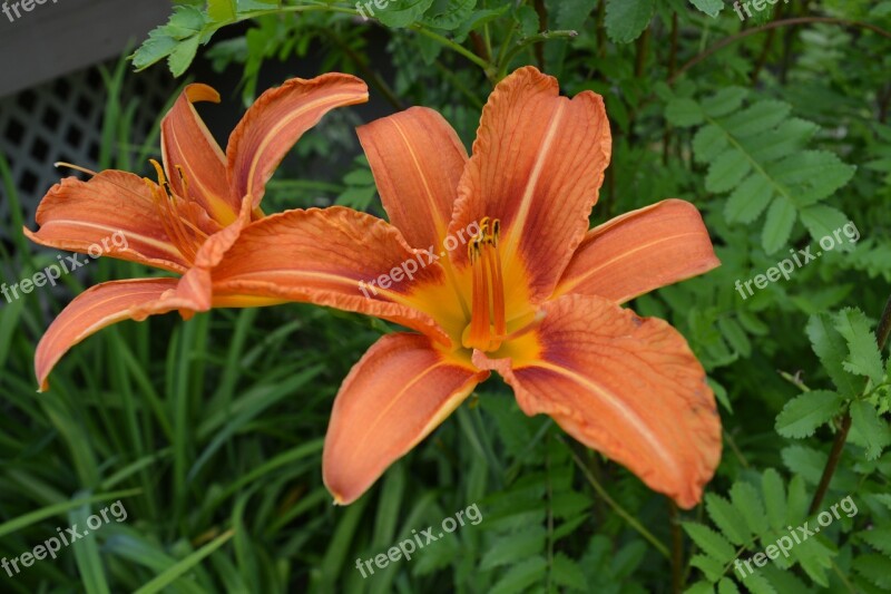 Tiger Lily Lily Orange Flower Plant