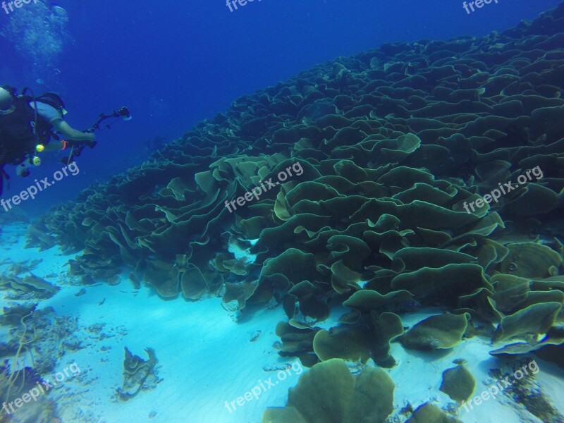 Ulong Channel Coral Cabbage Coral Diver Seascape