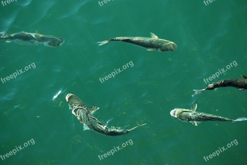 Fish Water Fish Thick River Nature