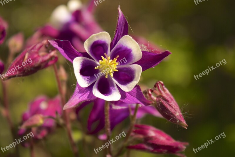 Columbine Violet Flora Garden Plant Blossom