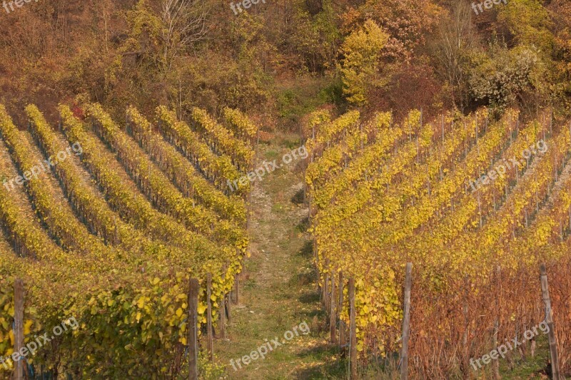 Vineyard Autumn Winegrowing Nature Landscape