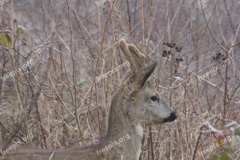 Roe Deer Fauna Wild Animal Winter Free Photos