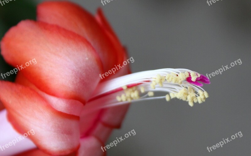 Easter Cactus Blossom Bloom Blossoms Plant