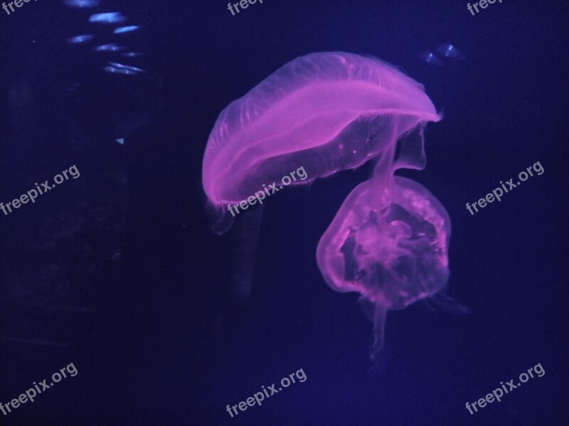 Dubai United Arab Emirates Aquarium Jelly Fish Fish