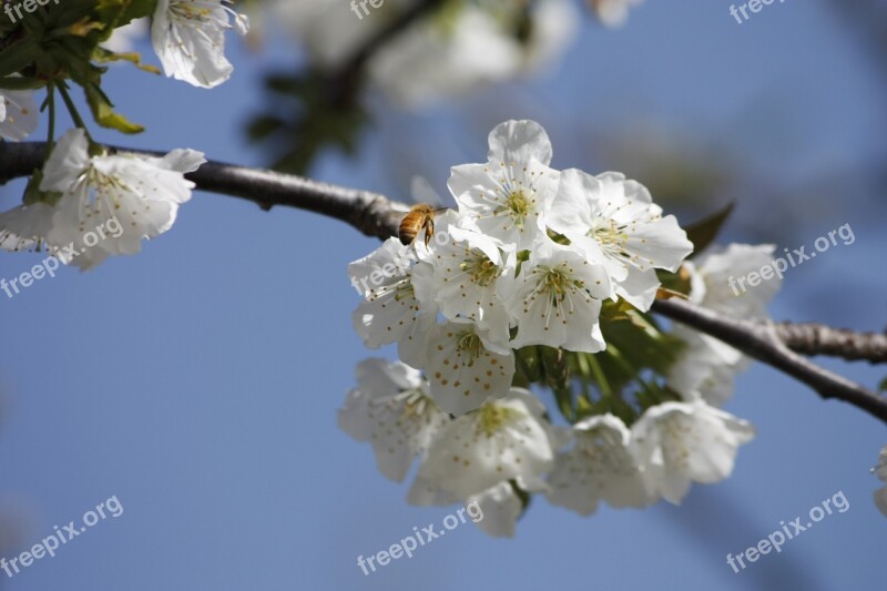 Honeybee Cherry Blossom Pollination Insect