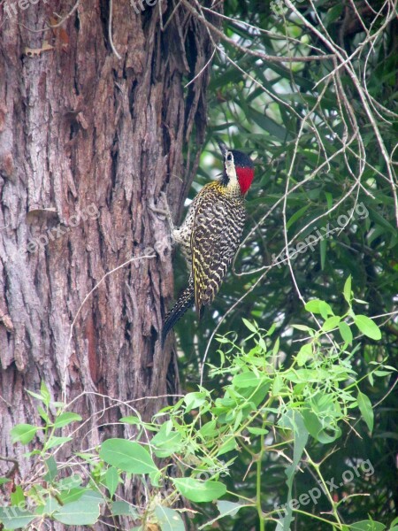 Woodpecker Crazy Bird Ave Nature Fauna