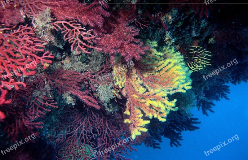 Subarina Gorgonian Diving Submarine Sea