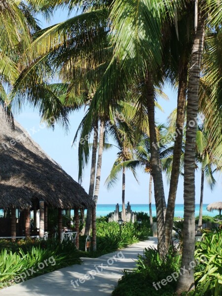 Palm Trees Ocean Holiday Summer Seaside