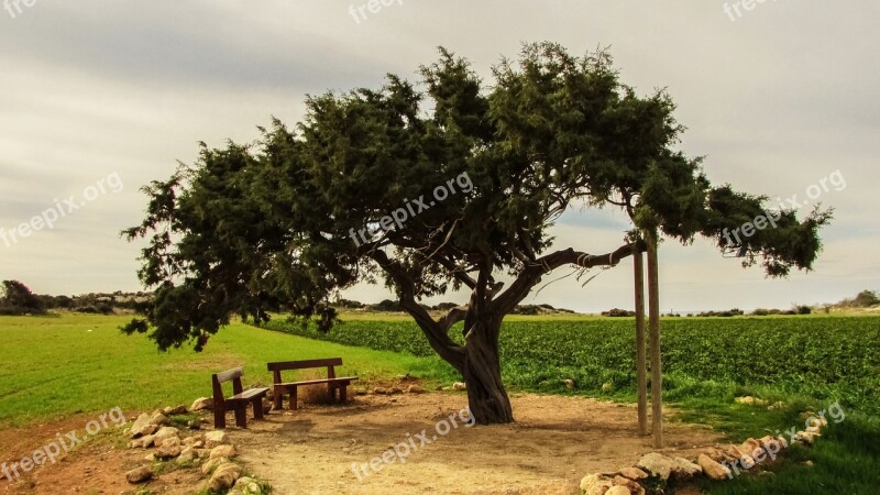 Cyprus Cavo Greko Tree Lonely Free Photos