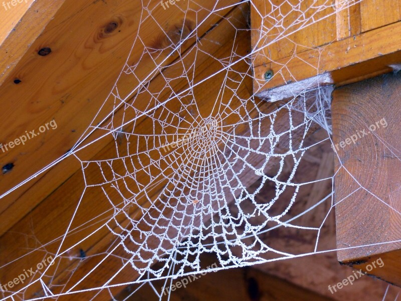 Cobweb Hoarfrost Frost Nature Free Photos