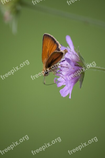 Moth Nature Slovenia Butterfly Animal