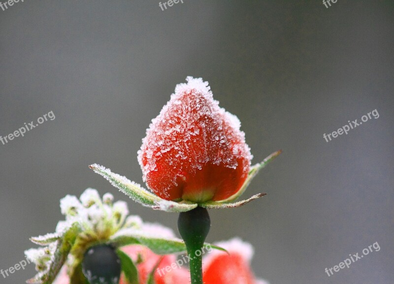 Flower Rose Pink Red Slovenia