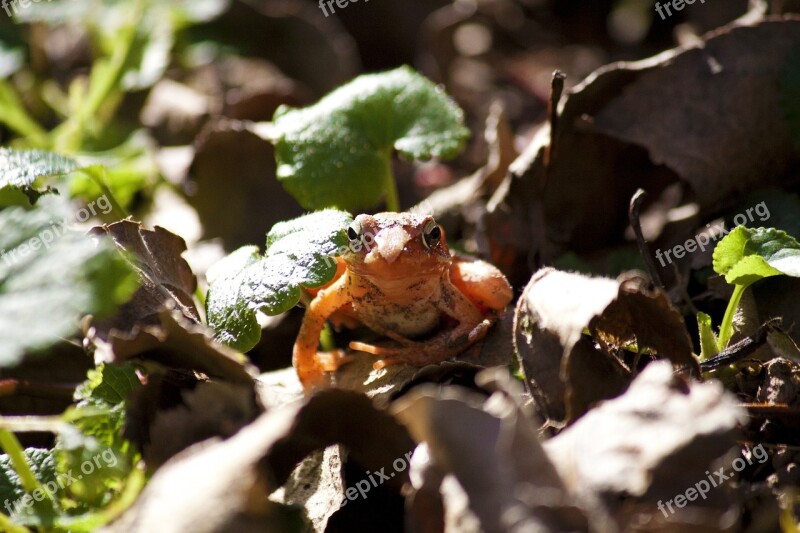 Frog Animal Orange Nature Slovenia