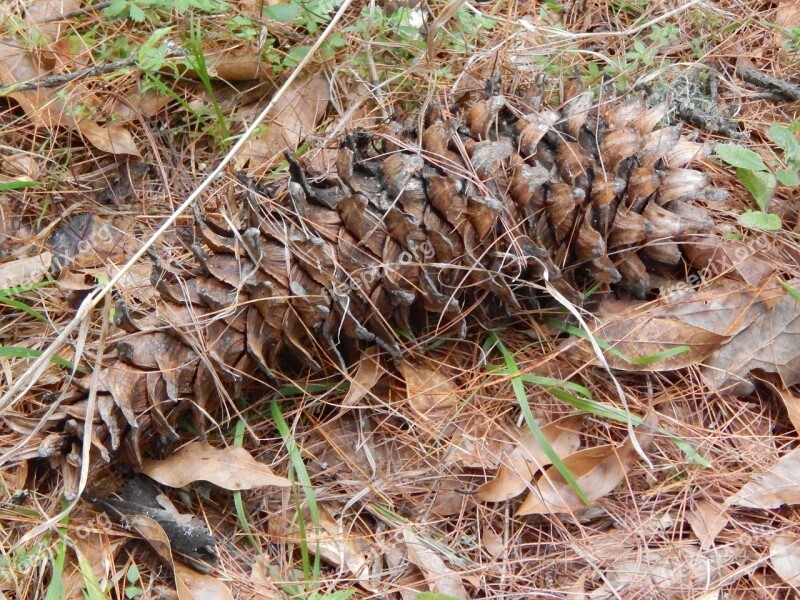 Pineapple Pine Forest Tree Pine Needles