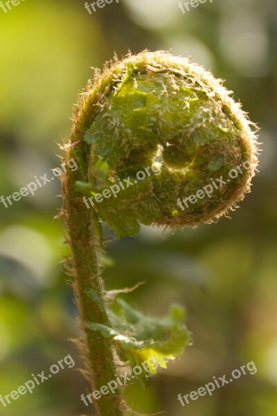 Fern Fern Leaf Green Fiddlehead Nature