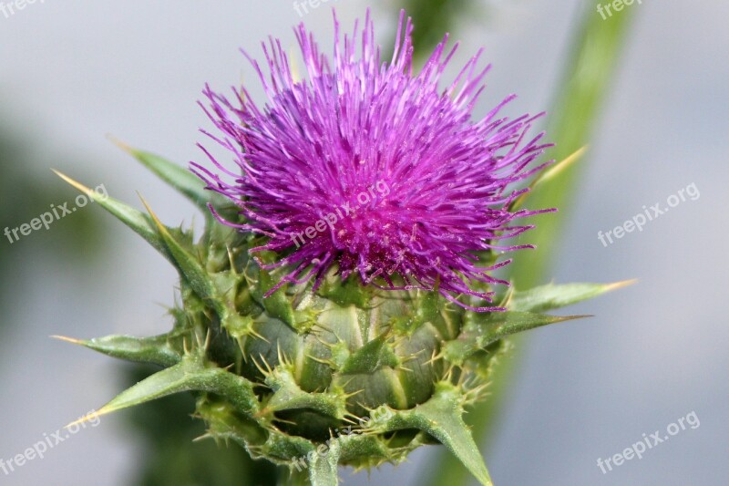 Thistle Pointed Flower Wild Plant Summer Prickly