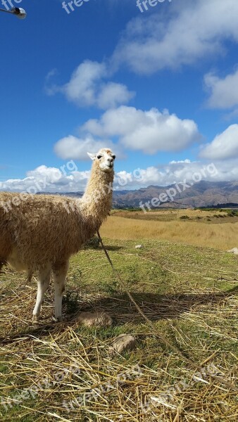 Alpaca Peru Llama Wool Andes