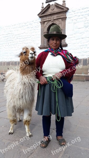 Peru Cusco South America Llama