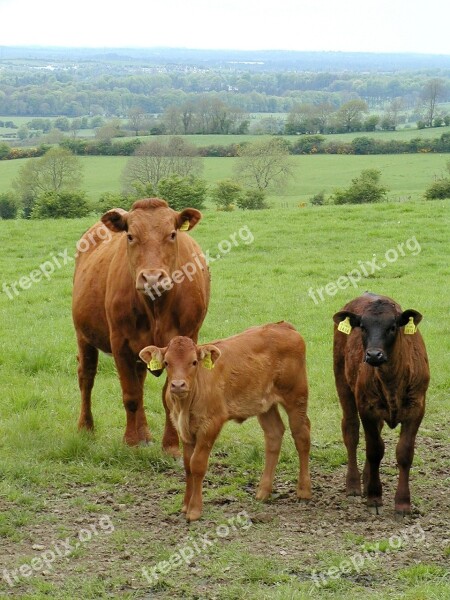 Cattle Agriculture Farm Animal Livestock