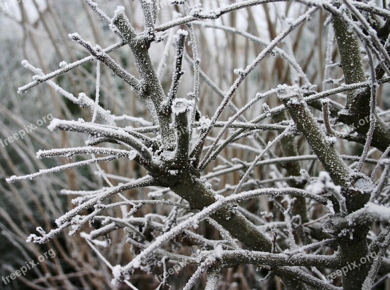 Winter Hoarfrost Cold Frost Nature