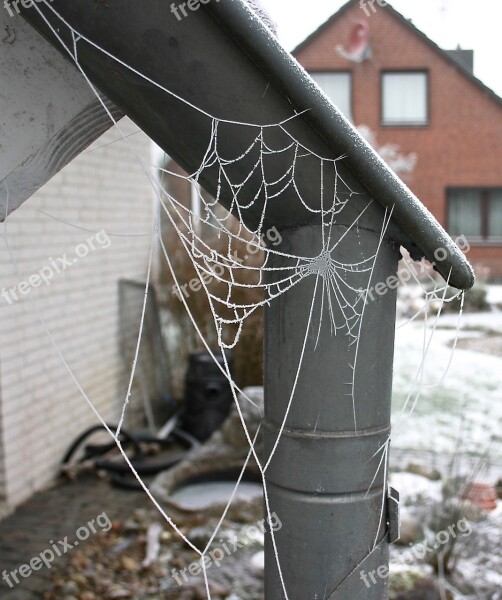 Winter Hoarfrost Spider Webs Iced Wintry