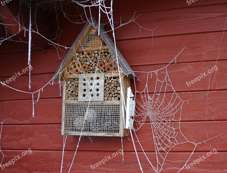 Spider Webs Winter Frozen Cobwebs Frost Ripe