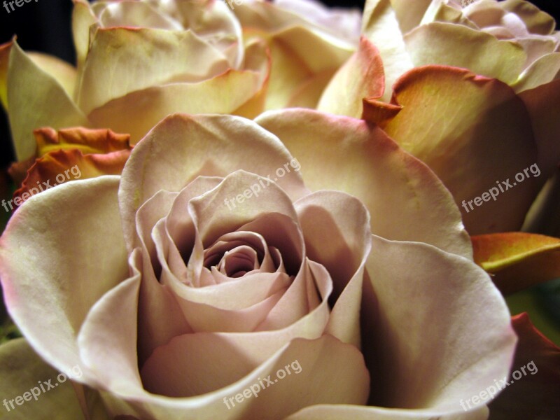 Rose Rose Bloom Close Up Flower Rose Petals