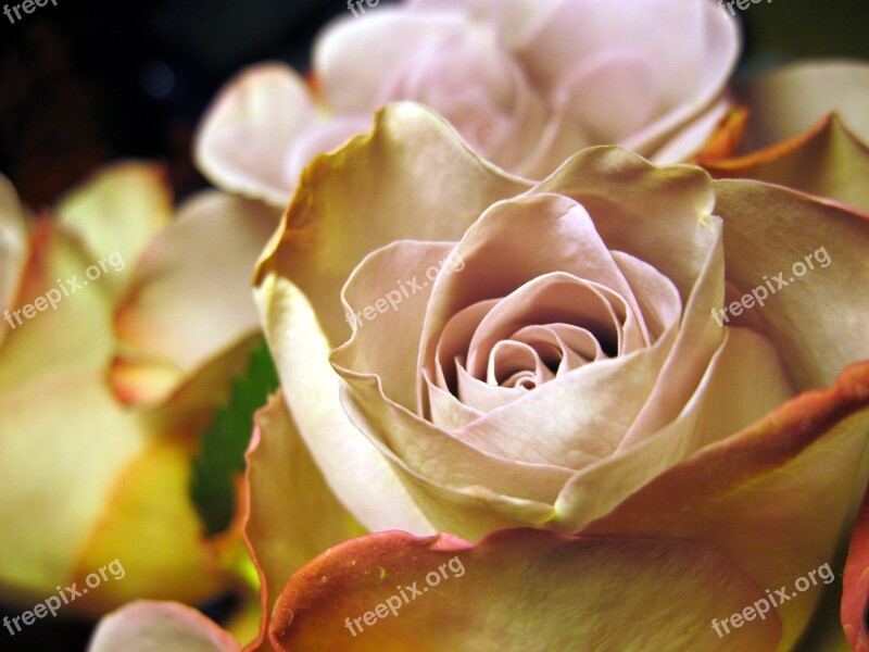 Rose Rose Bloom Close Up Flower Rose Petals