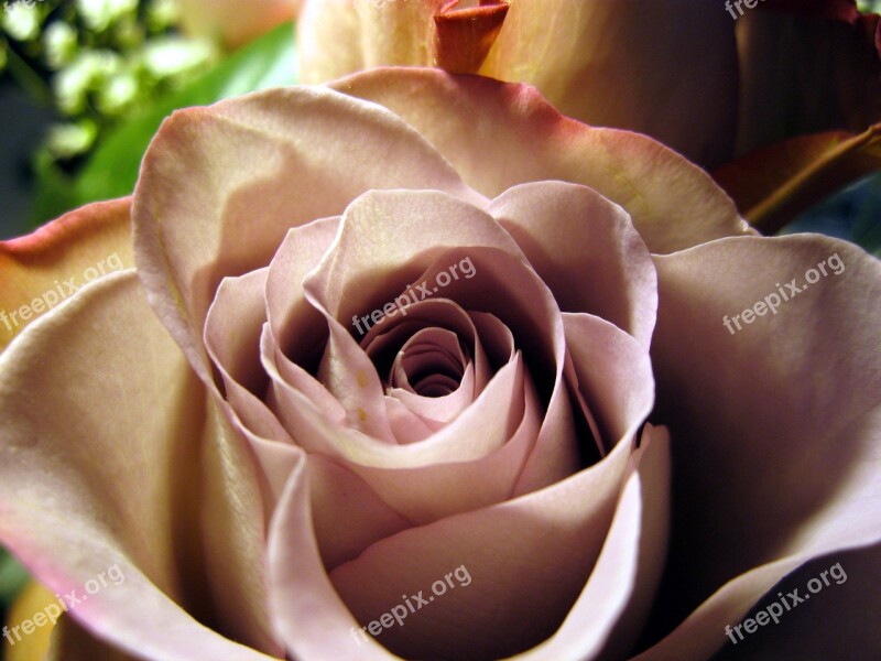 Rose Rose Bloom Close Up Flower Rose Petals