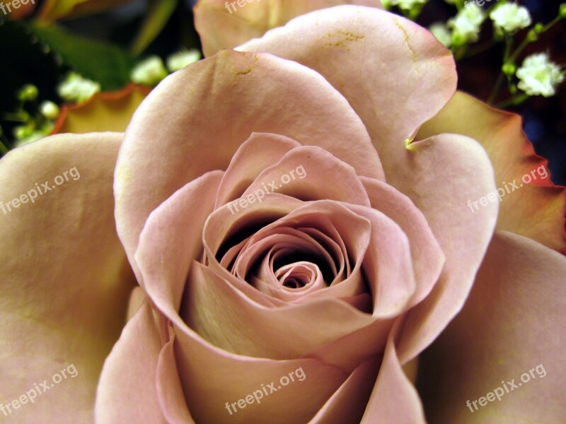 Rose Rose Bloom Close Up Flower Rose Petals