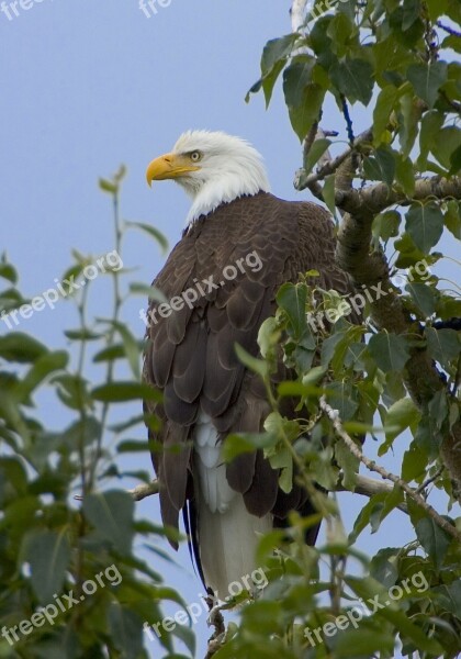 Bald Eagle Eagle Bald Perched Raptor