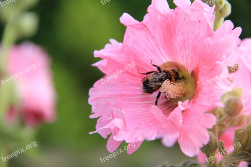 Stock Rose Hummel Flower Pollen Insect