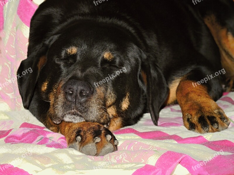 Dog Rottweiler Sleep Sleeping Dormant